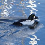 Elkhorn Slough birding tours -Blue Water Ventures