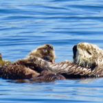 baby otters Elkhorn Slough - Blue Water Ventures