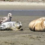 kayaking Elkhorn Slough - Blue Water Ventures
