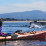 kayaking with whales - Blue Water Ventures