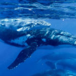 Tonga Whales - Blue Water Ventures