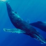 Tonga Whales - Blue Water Ventures