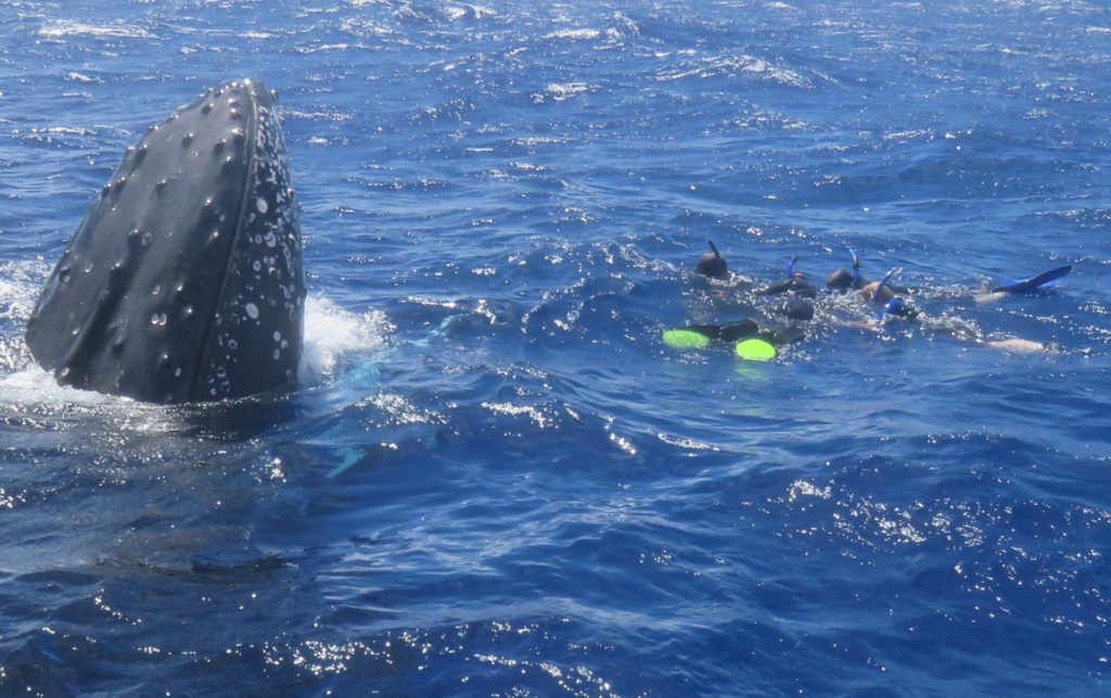 Tonga Whale Swim - Blue Water Ventures