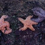 tidepooling - Blue Water Ventures