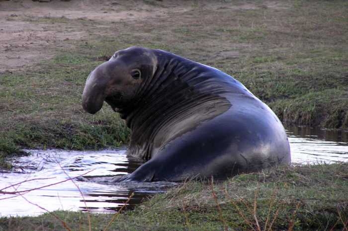 Women’s Ano Nuevo Elephant Seals & Tidepool Hike May 27th 2023